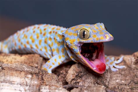 Gecko Wallpapers - Wallpaper Cave