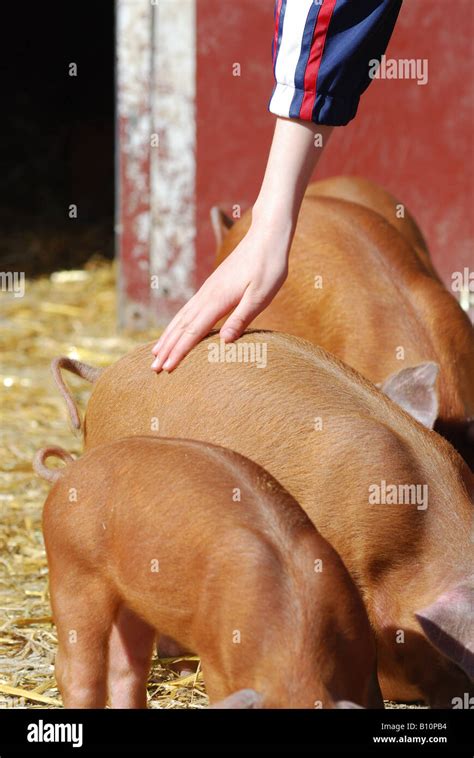 Duroc piglets hi-res stock photography and images - Alamy