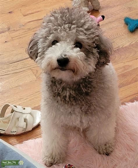 Miniature Silver Poodle - Stud Dog in New York New York, the United