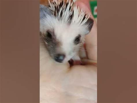 🤭Разноцветная мордочка у ёжика🦔. Cute and funny hadgehog . #ezhikafro ...