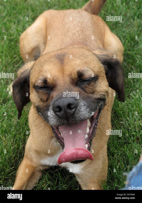 happy smiling dog stock photo alamy