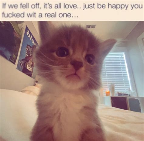 dingus | 2 posts in a day everyone rejoice for the rizz cat #dingus # ...