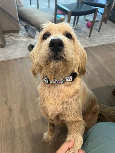 Montana's Lost and Found Pets | Maggie has been missing since 9/14/25