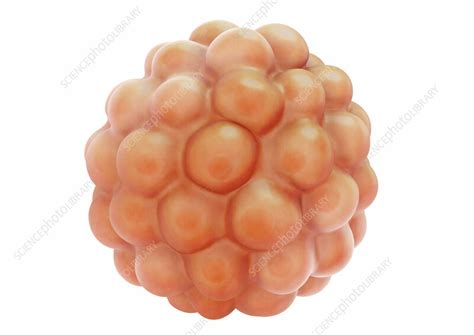 morula embryo illustration stock image  science photo