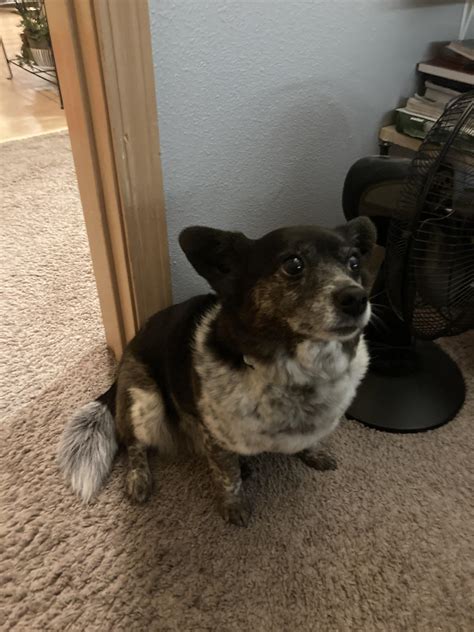 Chihuahua australian 2025 cattle dog mix