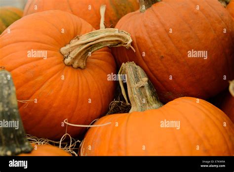 gourds of different colors and sizes Stock Photo - Alamy