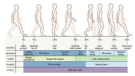 identification  gait cycle phases  prosthesis control