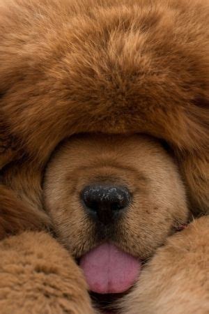 13 best Northstar's Tibetan Mastiffs images on Pinterest | Tibetan ...