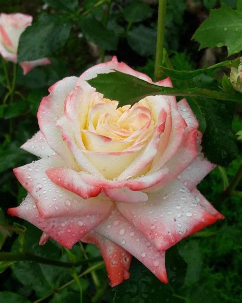 Роза императрица фарах - фото и картинки: 58 штук