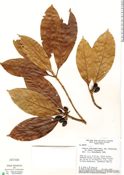 Amaioua intermedia | Rapid Reference | The Field Museum
