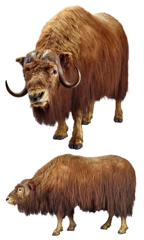 Download Muskox, Animal, Mammal. Royalty-Free Stock Illustration Image ...
