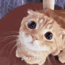 cat gifs tenor