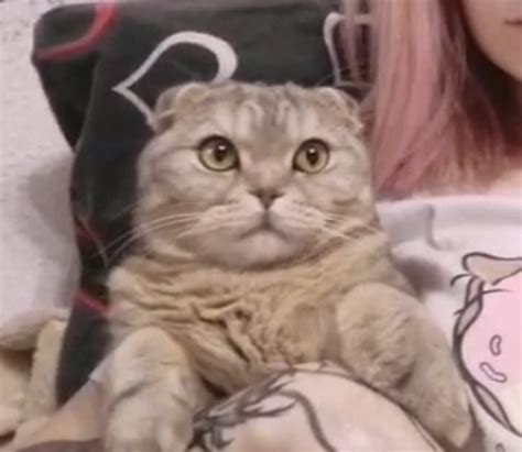 Создать мем "кот, скоттиш фолд, шотландская кошка" - Картинки - Meme ...
