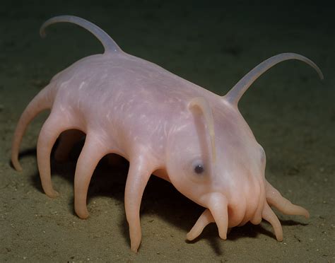 animals   deep sea layers   ocean wildlife nomads