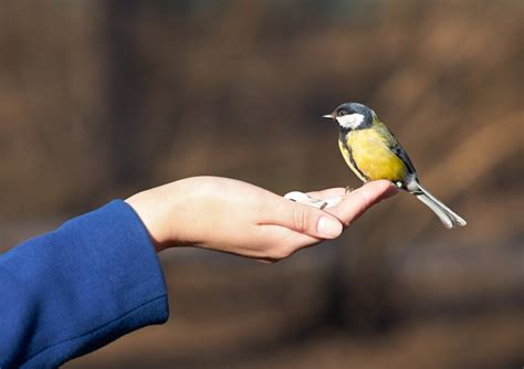 A Bird In The Hand — Lu Guasco