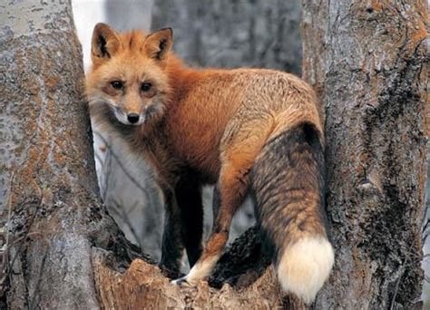 Épinglé par Tanya M sur ANIMALS | Animaux sauvages, Animaux et Image ...
