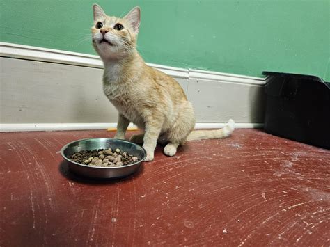 Cleo – Atlanta Animal Rescue Friends (AARF)