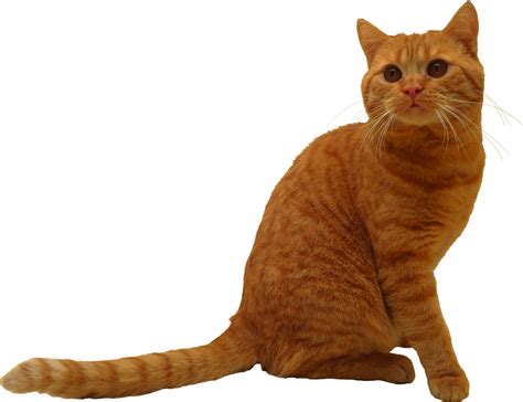A Collection Of The Most Popular Cat No Gif Options For Responding To Your Friends Online Safely