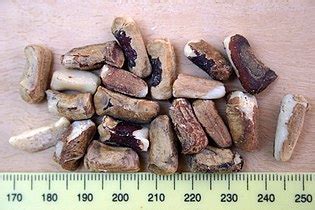 Esclerocarya birrea _ AcademiaLab