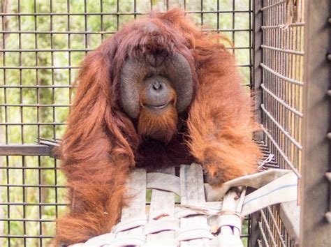 orangutan - :: Yayasan Arsari Djojohadikusumo