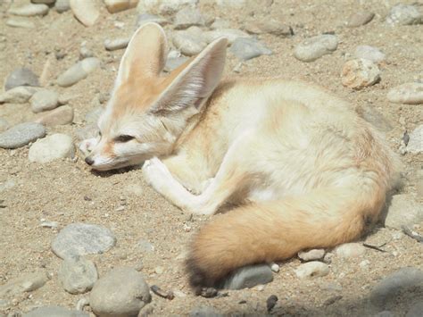 1920x1080 wallpaper | fennec fox | Peakpx