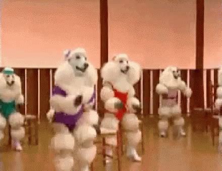dance poodle gif dance poodle dogs discover share gifs dancing