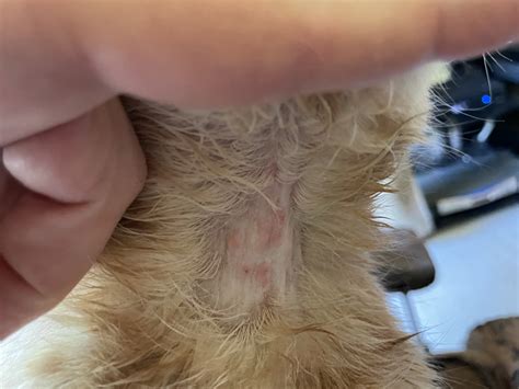 Barley – Allergic Dermatitis – The Holistic Vet