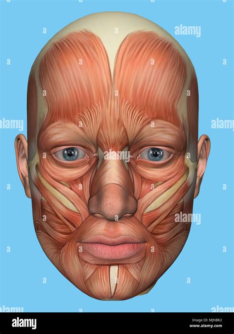 Anatomy Of Face Muscles
