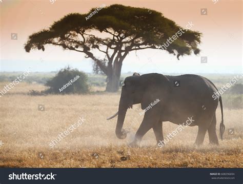 25 African Lamdscape Images, Stock Photos & Vectors | Shutterstock