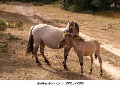 Penis Horse Stock Photo 419348002 | Shutterstock