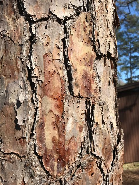 Shortleaf Pine, Pinus echinata – ChasingTrees