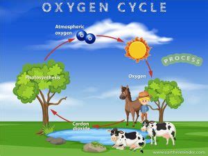 Oxygen Cycle: Process and Importance | Earth Reminder