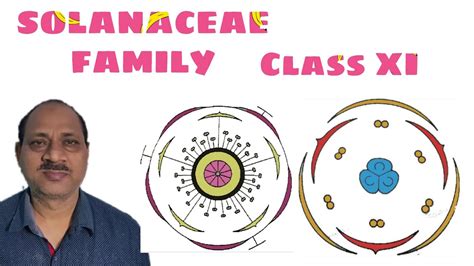 description  solanaceae family classth youtube