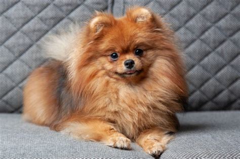 Pomeranian Dog Breed: Characteristics, Care & Photos | BeChewy