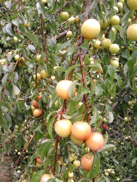 Forum / Obrázek : Mirabelka (špendlík) | Garten.cz