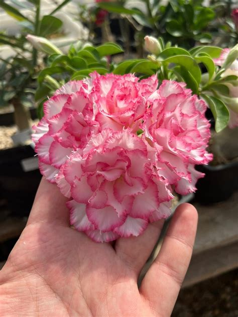 Привитый адениум Taiwan Peony: купить взрослые растения с доставкой ...
