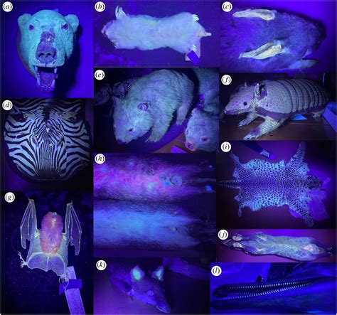 Museum staff discover hundreds of mammals glow under UV light
