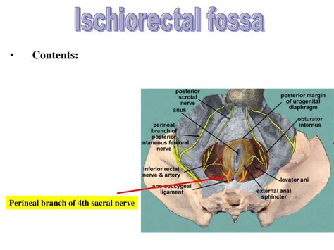 perineum powerpoint    id