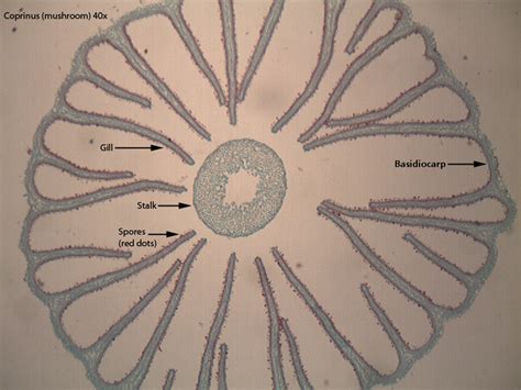 basidiomycota dr peats biology page