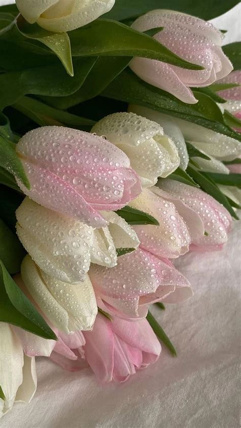 Pin by teresa franco on Fondos 📱 | Pink flowers, Pretty flowers ...