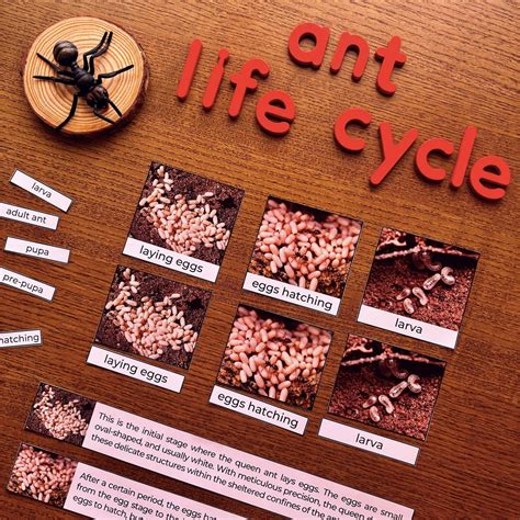 Ants Unit Study Ants Life Cycle Ants Anatomy Ant Unit Study for Kids