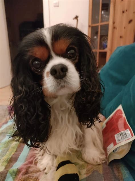 how to express anal glands on a dog 6