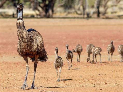 Emu Nesting (Behavior, Eggs + Location) | Birdfact