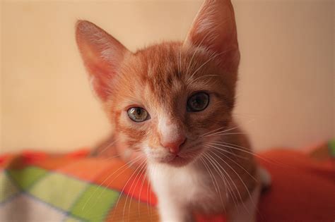 Cat Kitten Pet Young - Free photo on Pixabay - Pixabay