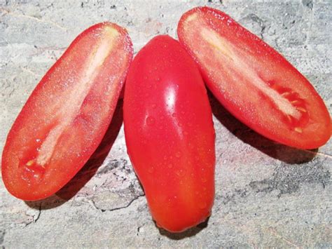 3835 - Jelly Bean Мармеладное драже | Tomatoeden