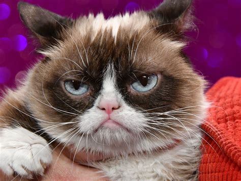 grumpy cat wednesday meme