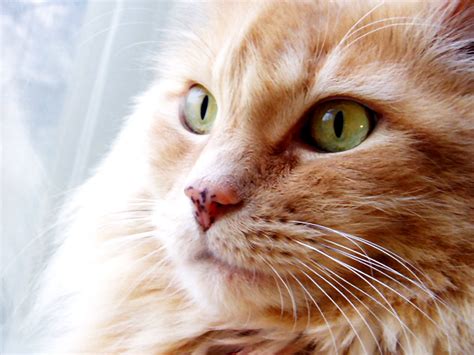 Siberian cat wallpapers HD | Download Free backgrounds