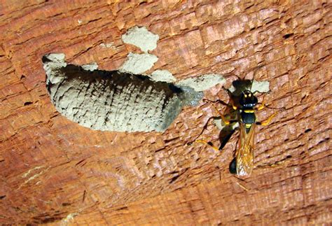 Mud Wasp Nest