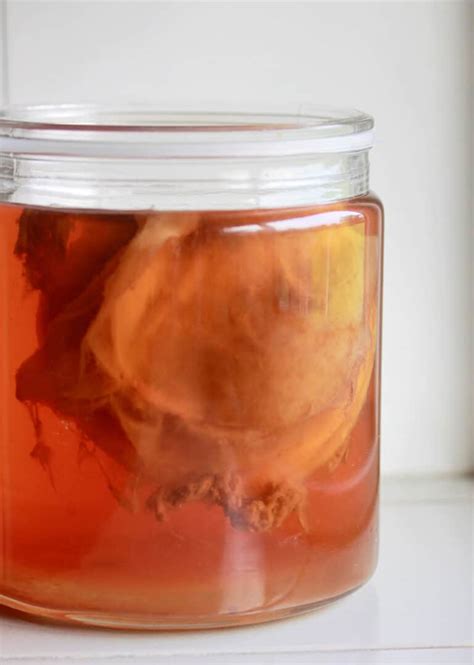 Le Kombucha : Origines, Bienfaits, Comment en faire