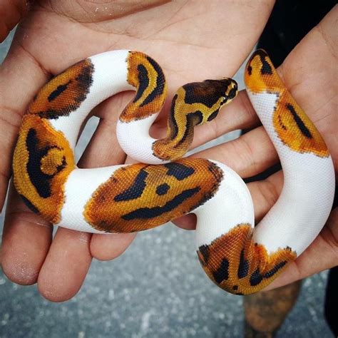 Piebald Ball Python Has Pumpkins on its Skin